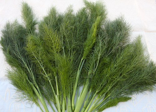 Gia vị giảm béo: Cây thìa là