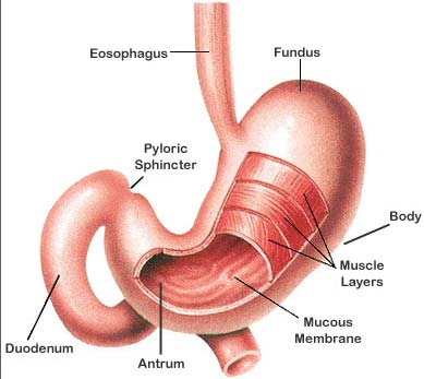 Kết cấu dạ dày