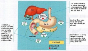 tiêu chảy cấp