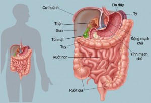 chữa rối loạn tiêu hóa