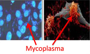 vi-khuan-mycoplasma-2