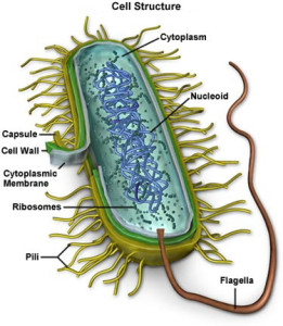 vi-khuan-mycoplasma