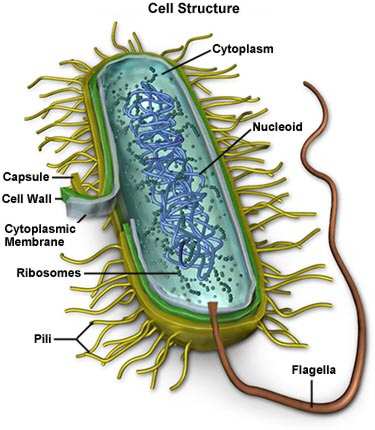vi-khuan-mycoplasma