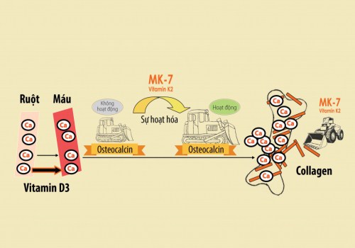 Tác dụng của MK7 như thế nào ?