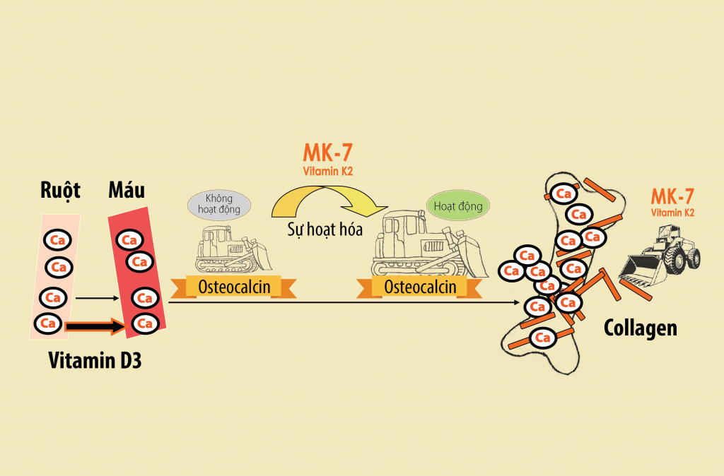 Mk7 ( Vitamin K2 ) với sức khỏe và tuổi thọ