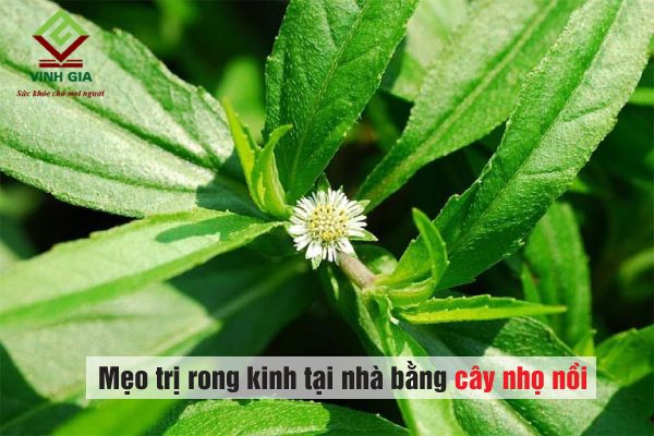 Mẹo trị rong kinh tại nhà bằng cây nhọ nồi rất an toàn