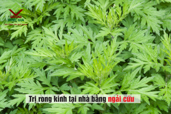 Một cách chữa rong kinh khác là dùng lá ngải cứu