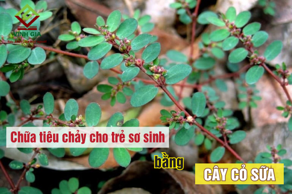 Cách sử dụng cỏ sữa trị tiêu chảy cho bé an toàn