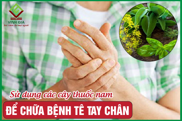 Những cây thuốc nam cải thiện bệnh tê tay chân hiệu quả nhất