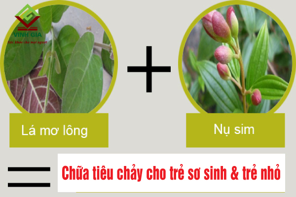 Kết hợp lá mơ lông và nụ sim để chữa tiêu chảy cho trẻ sơ sinh