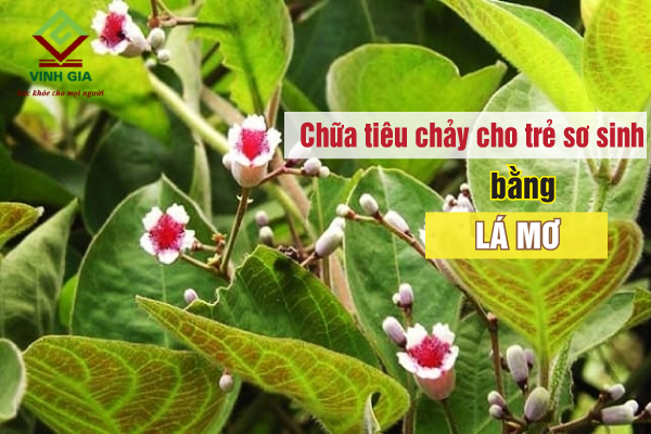 Mẹo dùng lá mơ lông để chữa tiêu chảy cho trẻ em