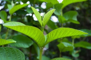 Ngọn lá ổi giúp điều trị tiêu chảy ra nước hiệu quả Ngọn lá ổi giúp điều trị tiêu chảy ra nước hiệu quả