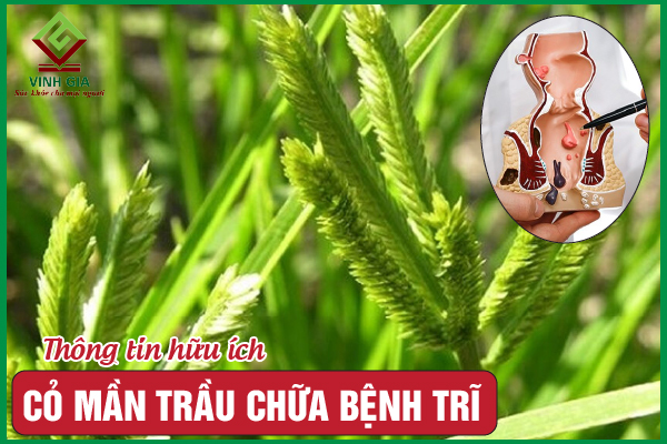 Cách dùng cỏ mần trầu làm dịu triệu chứng bệnh trĩ cực đơn giản