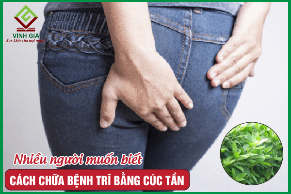 Cúc tần làm dịu cơn đau bệnh trĩ liệu có mang lại hiệu quả?