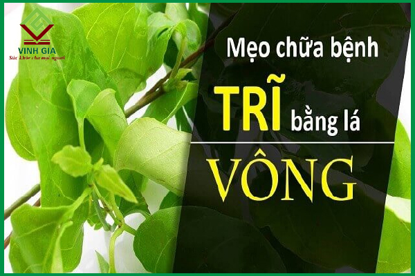 Lá vông làm dịu cơn đau trĩ liệu có phải giải pháp tốt?