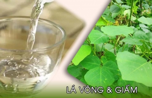 Cách sử dụng lá vông với giấm thanh để chữa bệnh trĩ Cách sử dụng lá vông với giấm thanh để chữa bệnh trĩ
