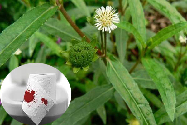 Cỏ nhọ nồi chữa đi cầu ra máu