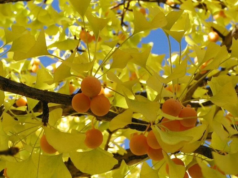 Tác dụng của GINKGO BILOBA đối với sức khỏe