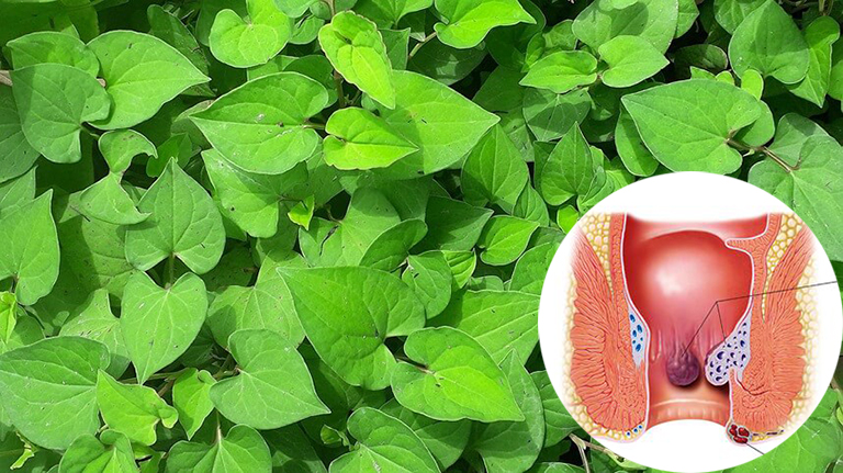 5 Cach Sử Dụng Rau Diếp Ca Trị Bệnh Trĩ Tại Nha đơn Giản