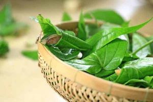 Trị ngứa vùng kín bằng lá trầu không được nhiều chị em mách nhau Trị ngứa vùng kín bằng lá trầu không được nhiều chị em mách nhau