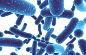 Prebiotic tác động đến hệ sinh thái vi khuẩn đường ruột