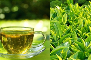 Tăng cường sức đề kháng nhờ vào lá trà xanh Tăng cường sức đề kháng nhờ vào lá trà xanh