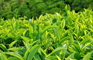 Hướng dẫn cách chữa viêm nhiễm vùng kín tại nhà bằng lá trà xanh
