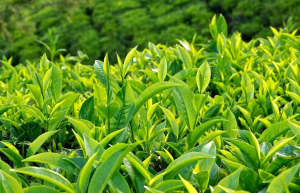 Hướng dẫn cách chữa viêm nhiễm vùng kín tại nhà bằng lá trà xanh Hướng dẫn cách chữa viêm nhiễm vùng kín tại nhà bằng lá trà xanh