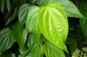 Cách chữa viêm âm đạo bằng lá trầu không và húng quế Cách chữa viêm âm đạo bằng lá trầu không và húng quế