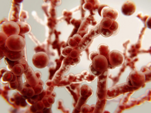 Nấm Candida Albicans gây ra tình trạng viêm âm đạo thế nào? Nấm Candida Albicans gây ra tình trạng viêm âm đạo thế nào?