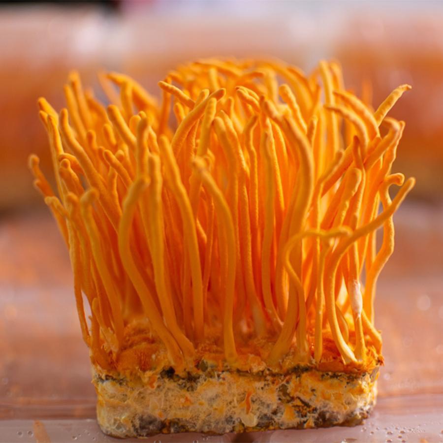 Đ&ocirc;ng Tr&ugrave;ng Hạ Thảo Tươi C&oacute; T&aacute;c Dụng G&igrave;? Những C&ocirc;ng Dụng Tuyệt Vời Cho ...