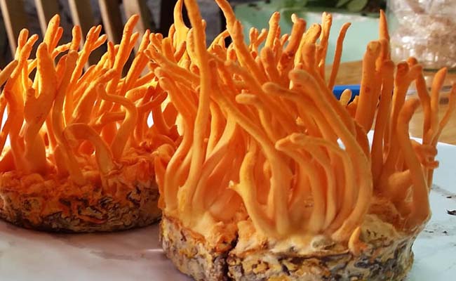 Hiểu rõ hơn về đông trùng hạ thảo và tác dụng của loại dược liệu này đối với sức khỏe