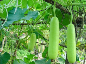 Dùng quả bầu trị táo bón Dùng quả bầu trị táo bón