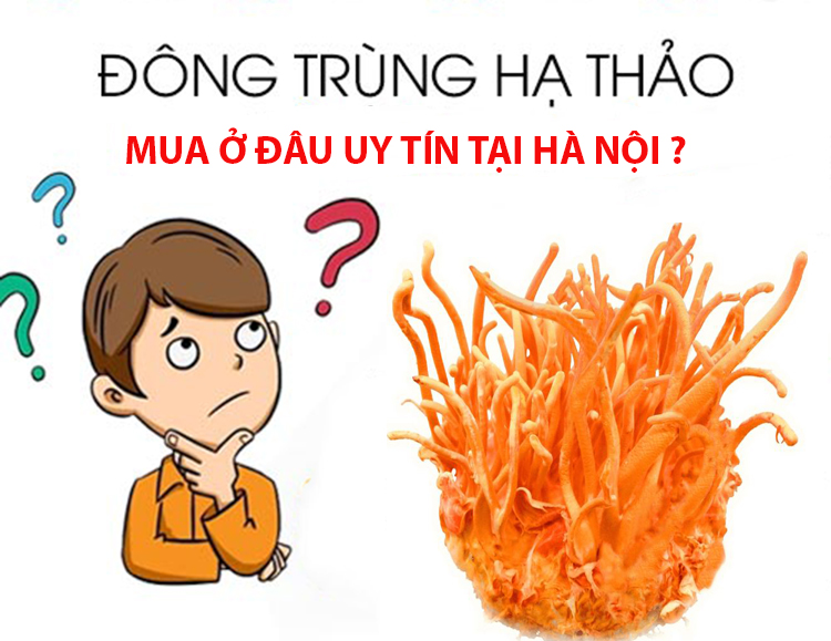 Mua đông trùng hạ thảo ở đâu uy tín và chất lượng tại Hà Nội
