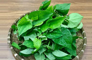 Chữa táo bón bằng rau diếp cá