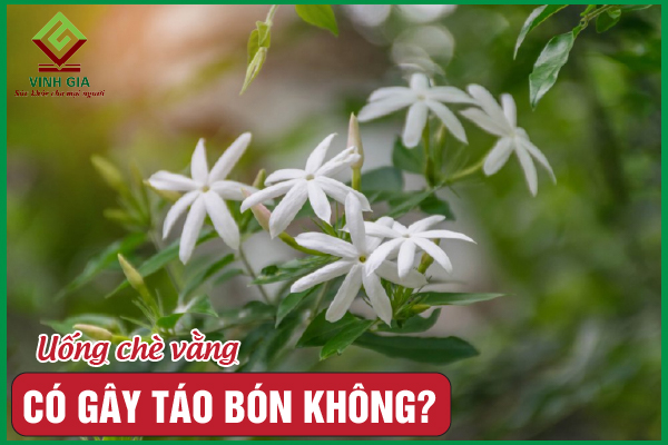 Giải đáp: Uống chè vằng có gây táo bón không?