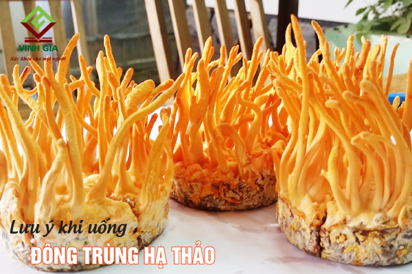 Uống đông trùng hạ thảo cần chú ý chọn hàng chất lượng, nguồn gốc rõ ràng Uống đông trùng hạ thảo cần chú ý chọn hàng chất lượng, nguồn gốc rõ ràng