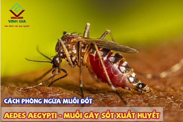 Biện pháp phòng chống sốt xuất huyết từ muỗi Aedes hiệu quả