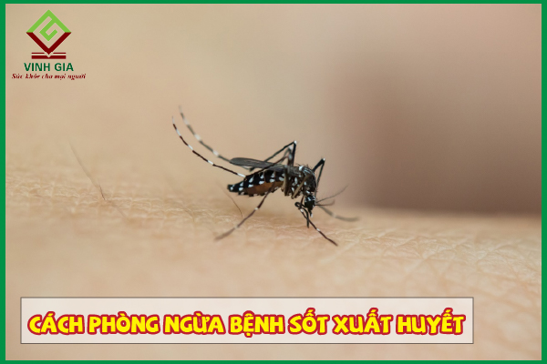 Cách phòng bệnh sốt xuất huyết như thế nào?