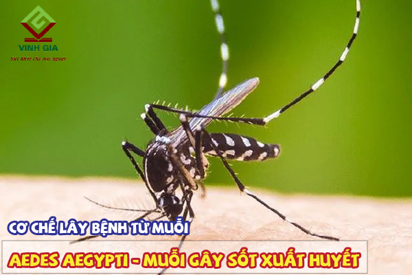Cơ chế lây bệnh sốt xuất huyết của muỗi Aedes