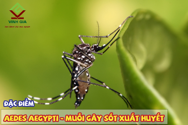 Muỗi Aedes aegypti gây sốt xuất huyết có những đặc điểm gì?