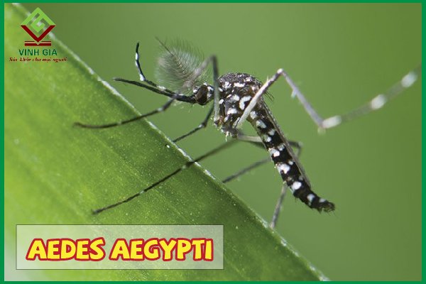 Muỗi Aedes gây sốt xuất huyết: Phòng ngừa thế nào?