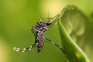 Muỗi sốt xuất huyết Aedes aegypti