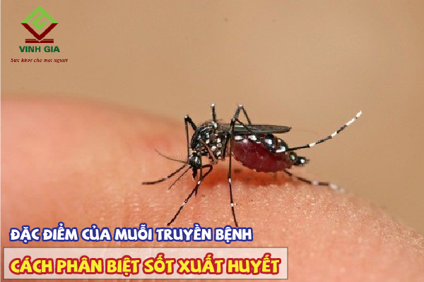 Phân biệt sốt xuất huyết bằng các đặc điểm của muỗi truyền bệnh