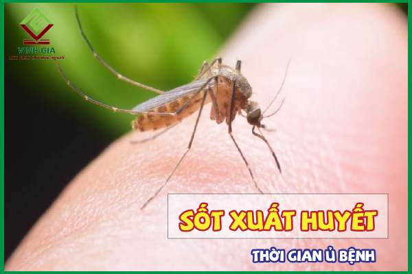 Thời gian ủ bệnh sốt xuất huyết là bao lâu?