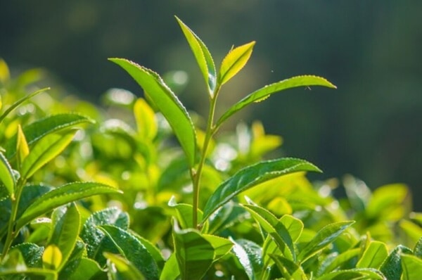 Cách điều trị viêm đường tiết niệu bằng lá trà xanh
