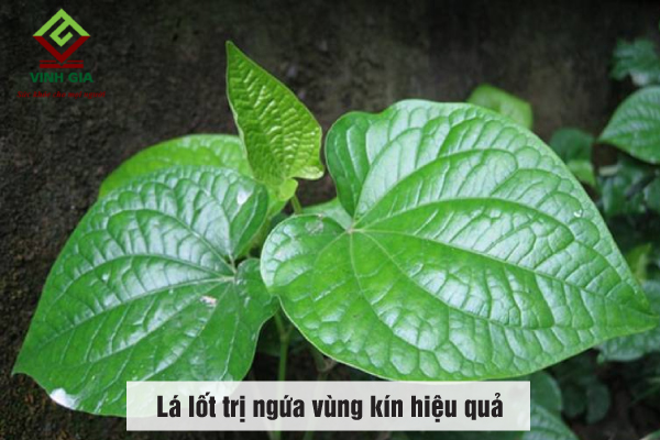 Lá lốt trị ngứa vùng kín hiệu quả Lá lốt trị ngứa vùng kín hiệu quả