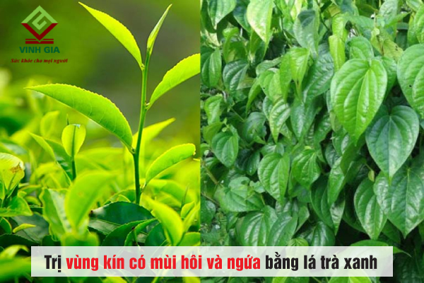 Trị vùng kín có mùi hôi và ngứa tại nhà bằng lá trà xanh hoặc lá trầu không