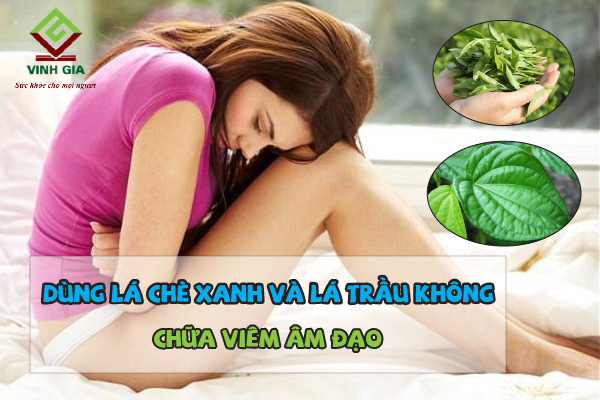 Lá chè xanh kết hợp với lá trầu không trị viêm âm đạo