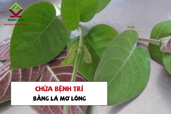 5 cách dùng lá mơ lông chữa bệnh trĩ đơn giản và an toàn